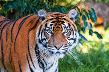 Chester Zoo
