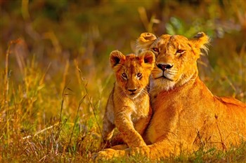 South Africa: Safari Adventure Jan 2028 