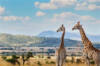 South Africa: Safari Adventure June 2028